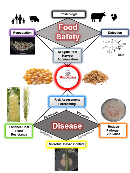 /ARSUserFiles/50100525/images/mycotoxins/holistic mpm.png